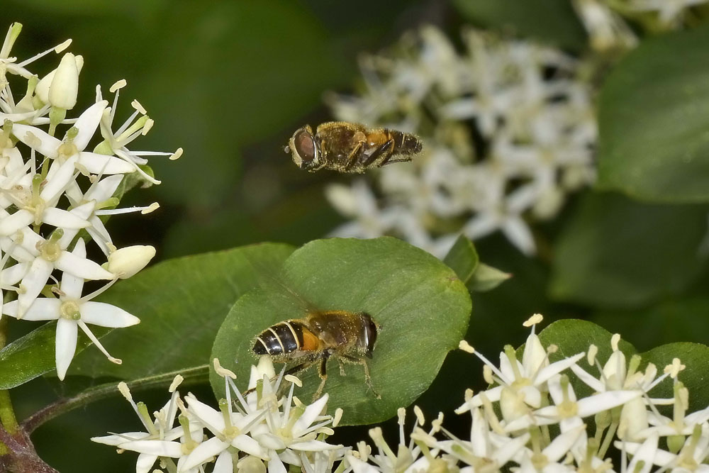 Corteggiamento di syrphidae? 